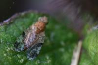 Tephritis bardanae