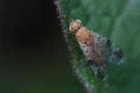 Tephritis bardanae