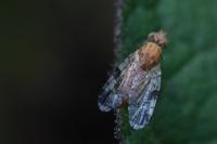 Tephritis bardanae