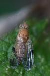 Tephritis bardanae