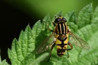 Helophilus pendulus