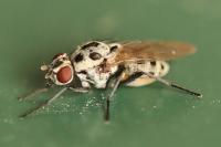 Anthomyia pluvialis