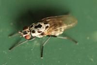 Anthomyia pluvialis