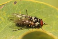 Anthomyia procellaris