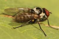 Anthomyia procellaris