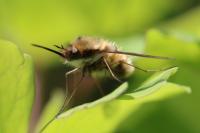 Bombylius major