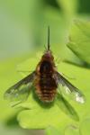 Bombylius major
