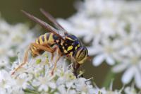 Spilomyia manicata