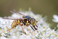 Spilomyia manicata
