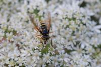 Spilomyia manicata