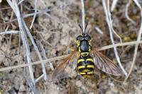 Chrysotoxum elegans