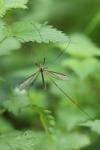 Tipula paludosa
