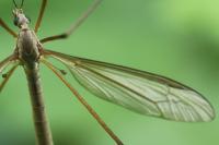 Tipula paludosa