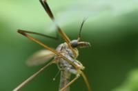 Tipula paludosa