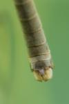 Tipula paludosa
