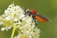 Bibio hortulanus