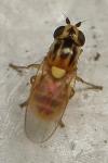 Thaumatomyia