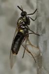 Scatopse notata