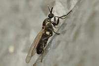 Scatopse notata