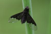 Hemipenthes morio