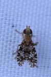 Trypetoptera punctulata