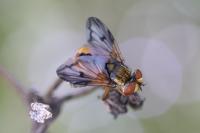 Ectophasia crassipennis