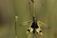 Libelloides longicornis