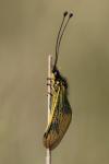 Libelloides longicornis