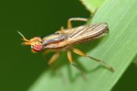 Limnia unguicornis