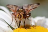Ectophasia crassipennis