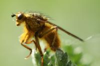 Scathophaga stercoraria