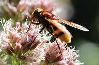 Volucella zonaria