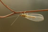 Chrysoperla