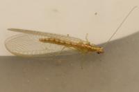 Chrysoperla