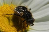 Eristalinus sepulchralis