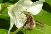Bombylius major