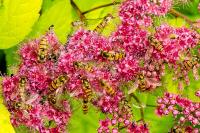 Episyrphus balteatus