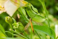 Nephrotoma flavescens