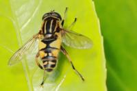 Helophilus pendulus