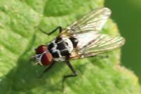 Anthomyia procellaris