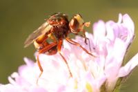 Sicus ferrugineus