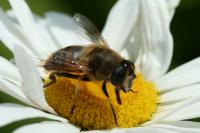 Eristalis tenax