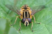 Helophilus pendulus