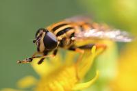 Helophilus pendulus