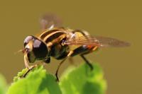 Helophilus pendulus