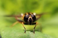 Helophilus pendulus