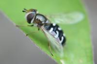 Scaeva pyrastri