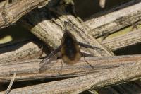 Bombylius major