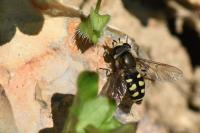 Eupeodes luniger