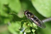 Meliscaeva auricollis